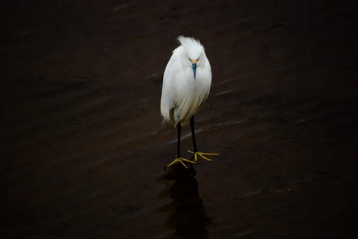 Snowy Egret, Egretta thula - Ardeidae. Bird on the water.
