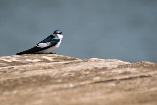 White-winged Swallow, Tachycineta albiventer - Hirundinidae, at the Park of the Lake, Guarapuava city, Parana state, Brazil.