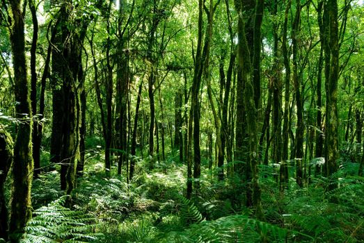 Trunks of trees with moss on brazilian atlantic rainforest.