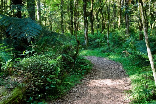 Track in the atlantic rainforest with trunk and flowers.