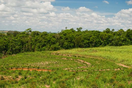 Replacement of native forest for sugarcane and eucalyptus in the south of Brazil. Today there are less than 1% of the Brazilian Atlantic forest, deforestation is the main cause of emissions of greenhouse gases in Brazil.