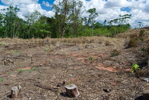 Replacement of native forest for eucalyptus in the south of Brazil. Today there are less than 1% of the Brazilian Atlantic forest, deforestation is the main cause of emissions of greenhouse gases in Brazil.