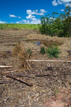 Replacement of native forest for sugarcane and eucalyptus in the south of Brazil. Today there are less than 1% of the Brazilian Atlantic forest, deforestation is the main cause of emissions of greenhouse gases in Brazil.