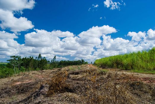 Replacement of native forest for sugarcane and eucalyptus in the south of Brazil. Today there are less than 1% of the Brazilian Atlantic forest, deforestation is the main cause of emissions of greenhouse gases in Brazil.