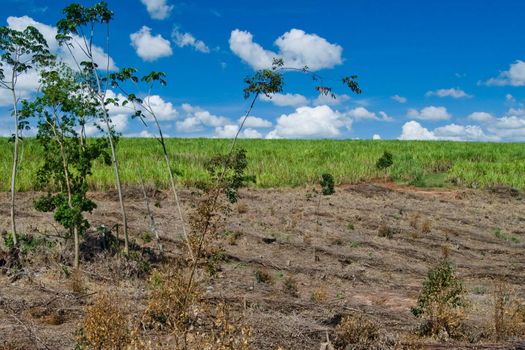 Replacement of native forest for sugarcane and eucalyptus in the south of Brazil. Today there are less than 1% of the Brazilian Atlantic forest, deforestation is the main cause of emissions of greenhouse gases in Brazil.