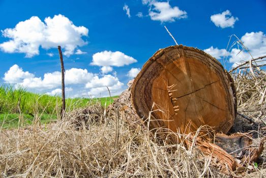 Cut tree trunk lying on the ground with sugarcane plantation on background and blue sky with clouds.