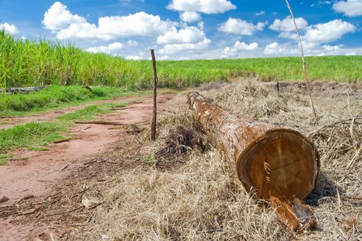 Cut tree trunk lying on the ground with sugarcane plantation on background and blue sky with clouds.