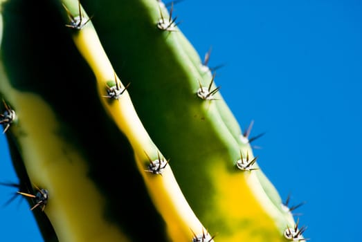 Detail of prickly cactus with thorns and blue sky on background.