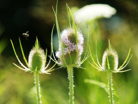 3 unique flowers with bees flying around all the time in the summer