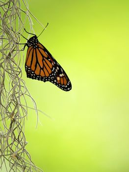 a beautiful butterfly on leaf without petal