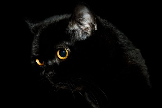 Black cat with yellow eyes on black background