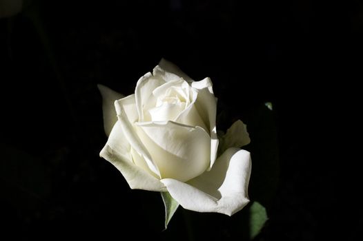 white shining rose on a dark background