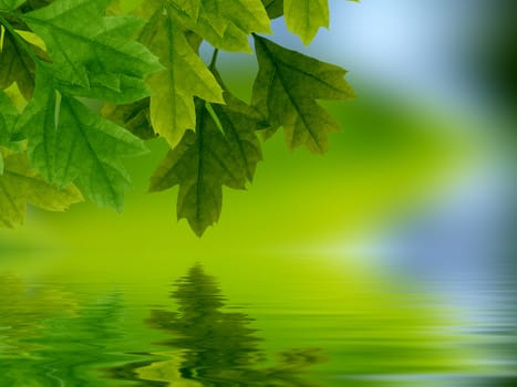 High resolution graphic of Leaves reflecting in water. 