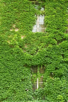 Wall twined an ivy. Budapest. Hungary.

