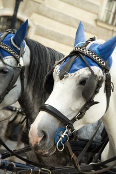 The horses harnessed in a vehicle for walks on a city