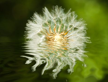 Dandelion, fallen in water and reflexion on natural background