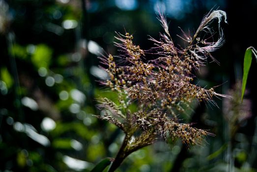 Leaves of grass-fat in backlighting.