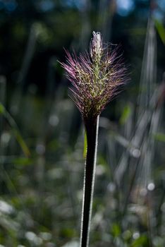 Leaves of grass-fat in backlighting.