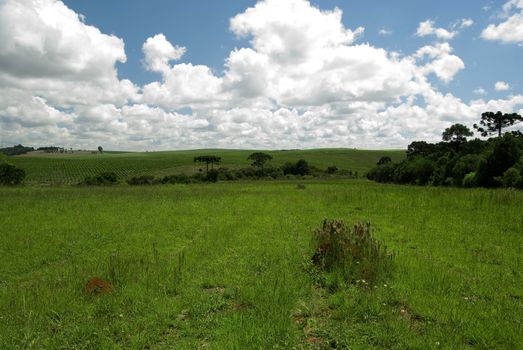 Conversion of areas of Atlantic rainforest for cattle, agriculture and forestry in the region of Araucaria forest. Parana state, southern Brazil. Deforestation is a main cause of brazilian contribution to global warming.