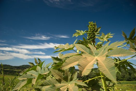 The oil of castor seed is one of raw materials used in the production of biofuel in Brazil.