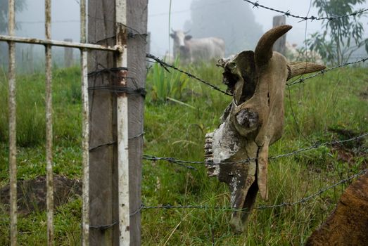 Ox skull on the fence with cow watching on background.