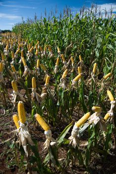 The maize is one known cultivated cereal to a large extent of the world. The maize extensively is used as human food or animal ration, had to its nutricionals qualities.