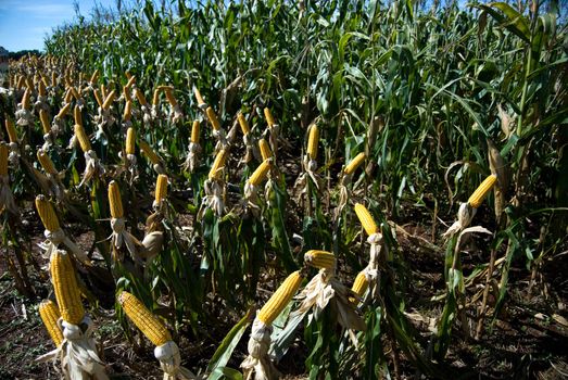 The maize is one known cultivated cereal to a large extent of the world. The maize extensively is used as human food or animal ration, had to its nutricionals qualities.