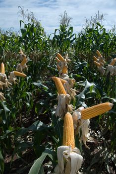 The maize is one known cultivated cereal to a large extent of the world. The maize extensively is used as human food or animal ration, had to its nutricionals qualities.