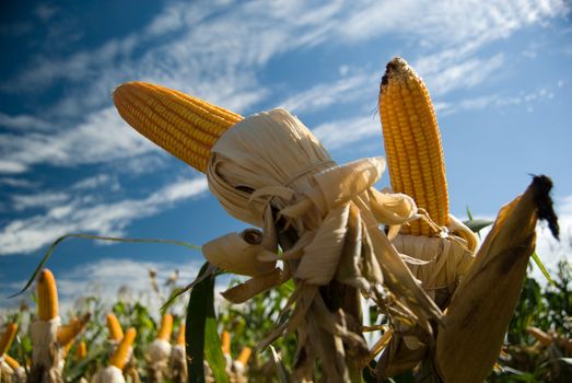 The maize is one known cultivated cereal to a large extent of the world. The maize extensively is used as human food or animal ration, had to its nutricionals qualities.