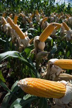 The maize is one known cultivated cereal to a large extent of the world. The maize extensively is used as human food or animal ration, had to its nutricionals qualities.