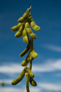 Soy is a rich grain in proteins, cultivated as food in such a way for human beings how much for animals.