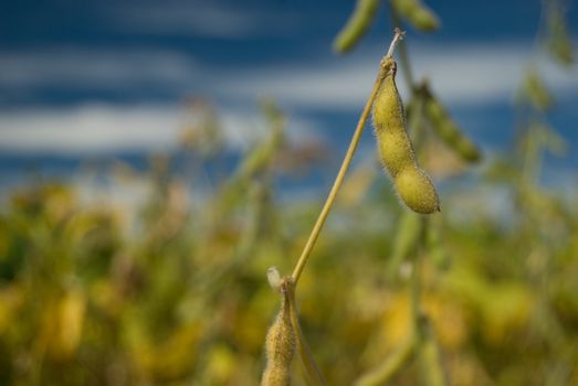 Soy is a rich grain in proteins, cultivated as food in such a way for human beings how much for animals.