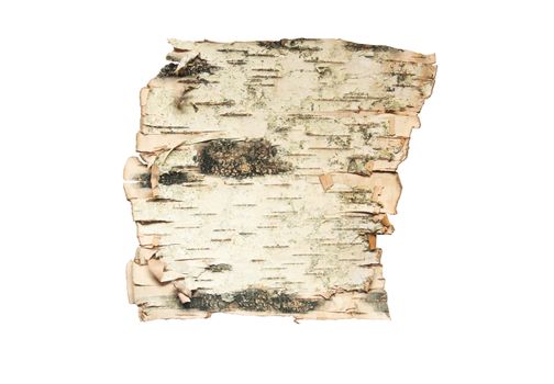 Bark of the birch isolated on white background with clipping path
