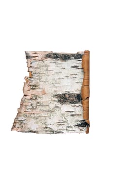 Bark of the birch isolated on white background with clipping path