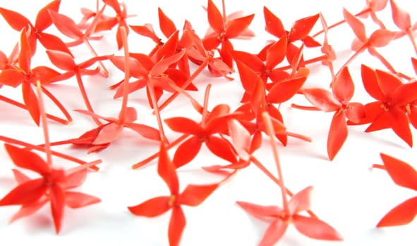 Beautiful small red flowers scattered on white background.