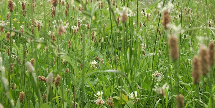 Green meadow or lawn useful as a grass background - selective focus