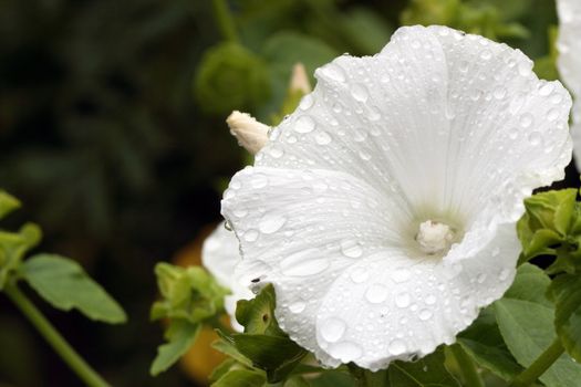 Closeup of nice white flower with water drops on dark green background