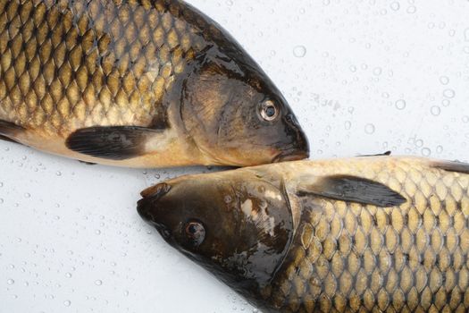 Closeup of two fresh raw carps lying on silver metal background with water drops