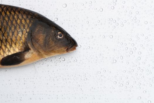 Closeup of fresh raw carp lying on silver metal background with water drops