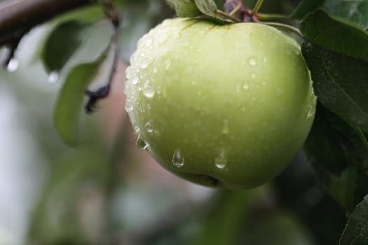 Closeup of fresh green apple with water drops hanging on tree after rain