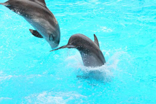 Two dolphins are jumping into water. Nice background with copy space