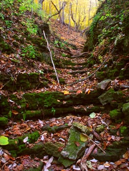 Gorge fills with falling leaves at Kishwaukee Gorge Forest Preserve in Illinois.