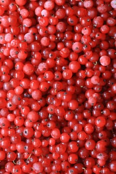 Nice background made from red currant berries