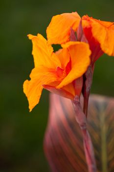 Radiant Canna Lily Blossom on a Summer Day