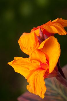 Radiant Canna Lily Blossom on a Summer Day