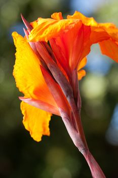 Radiant Canna Lily Blossom on a Summer Day