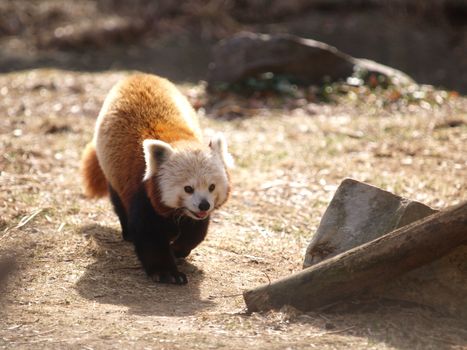 Red panda runing toward