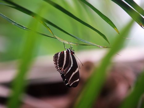 butterfly hanging on the leaves