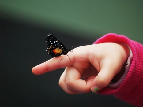 Tiny butterfly on finger.