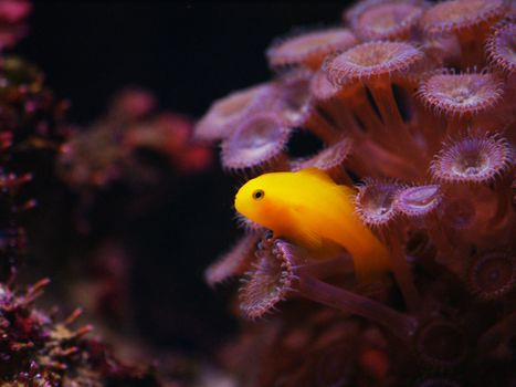 Tiny yellow gobby sitting on coral